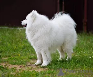 Photo №2. Mating service samoyed dog. Price - 175$