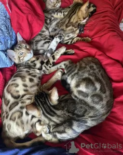 Additional photos: Bengal Kittens for Adoption