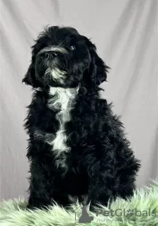 Photo №1. portuguese water dog - for sale in the city of Нови Сад | negotiated | Announcement № 84090