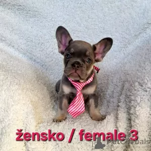 Additional photos: French bulldog puppy, exotic