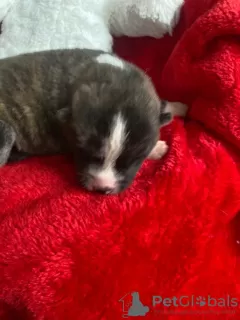 Additional photos: white or brindle akita inu puppies