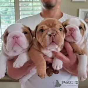 Photo №2 to announcement № 64750 for the sale of english bulldog - buy in Greece private announcement, breeder