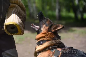 Additional photos: German shepherd puppies