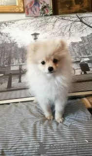 Photo №1. pomeranian - for sale in the city of Berlin | 1768$ | Announcement № 21305