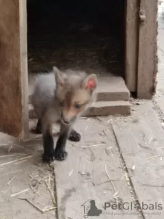 Additional photos: Puppies of Ognevka