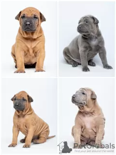 Additional photos: Thai ridgeback puppies