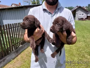 Additional photos: Labrador Retriever, chocolate brown litter