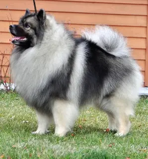 Photo №3. Keeshond. Russian Federation