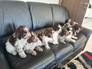 Additional photos: Lagotto Romagnolo puppies