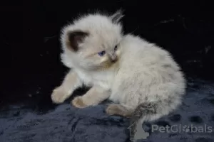 Photo №4. I will sell ragdoll in the city of Warsaw. private announcement, breeder - price - 317$