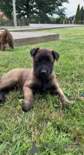 Photo №3. belgian shepherd puppies. Russian Federation