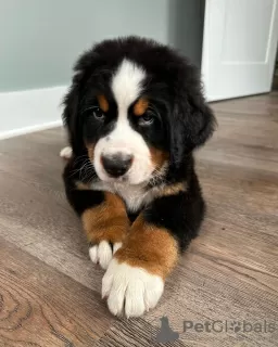 Photo №1. bernese mountain dog - for sale in the city of Copenhague | 486$ | Announcement № 83358