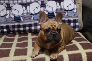 Additional photos: French Bulldog Puppies