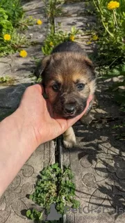 Additional photos: Gorgeous Pekingese puppies