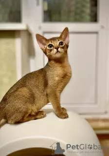 Photo №3. Abyssinian kittens. Belarus