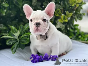 Additional photos: Beautiful french bulldog puppies for sale male and female