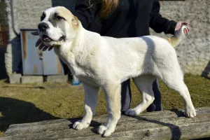 Additional photos: Sale of puppies of the Central Asian Shepherd Dog (Alabai).