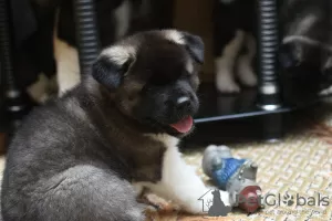 Photo №3. American Akita puppies for sale. Kazakhstan