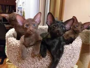 Photo №1. oriental shorthair - for sale in the city of St. Petersburg | 165$ | Announcement № 1304