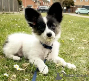 Photo №2 to announcement № 55329 for the sale of papillon dog - buy in Sweden private announcement