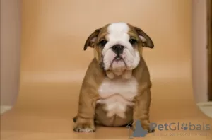 Photo №2 to announcement № 31242 for the sale of english bulldog - buy in Ukraine private announcement