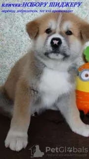 Additional photos: Akita Inu Puppies