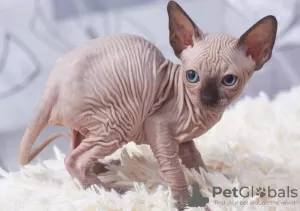 Photo №1. sphynx cat - for sale in the city of Förby | 358$ | Announcement № 130580