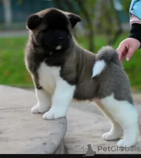 Photo №2 to announcement № 76763 for the sale of american akita - buy in Kazakhstan breeder