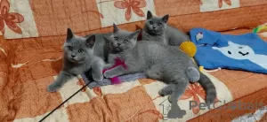 Photo №2 to announcement № 14841 for the sale of british shorthair - buy in Germany private announcement