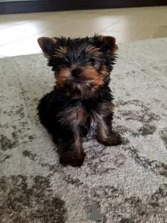 Photo №2 to announcement № 35878 for the sale of yorkshire terrier - buy in Germany private announcement