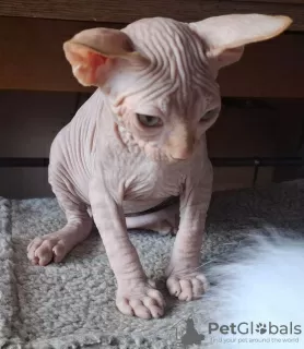 Photo №2 to announcement № 117212 for the sale of sphynx cat - buy in Germany private announcement