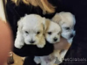 Photo №1. maltese dog - for sale in the city of Degerby | 338$ | Announcement № 120632