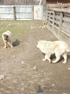 Additional photos: Caucasian Shepherd Puppies