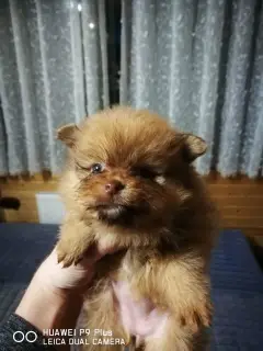 Photo №3. Two girls are real Pomeranian bears, ready to move to a new home.. Russian Federation