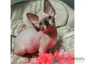 Photo №1. sphynx-katze - for sale in the city of Vakhshak | negotiated | Announcement № 9915