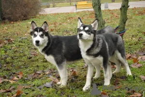 Photo №3. 2 husky girls for sale. Ukraine