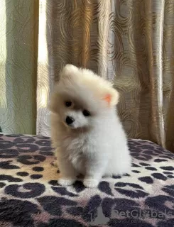 Photo №4. I will sell pomeranian in the city of Kerkrade. private announcement - price - 936$