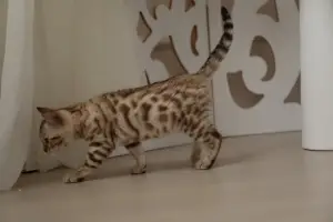 Photo №4. I will sell bengal cat in the city of Voronezh. breeder - price - 500$