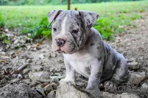 Additional photos: American Bully pocket merle