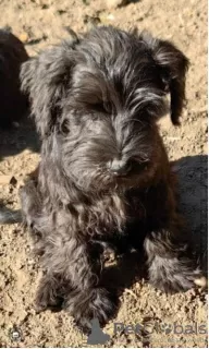 Photo №4. I will sell standard schnauzer, schnauzer in the city of Loznica.  - price - 317$