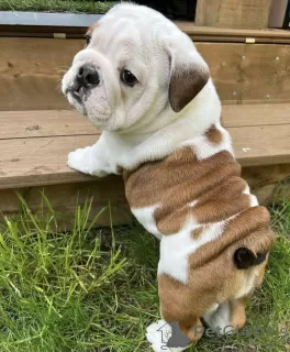 Photo №3. Süße englische Bulldogge Welpen. Germany