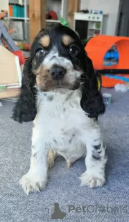 Photo №2 to announcement № 129125 for the sale of english cocker spaniel - buy in Poland breeder