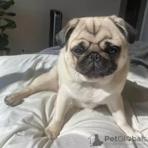 Photo №2 to announcement № 103771 for the sale of pug - buy in Australia private announcement