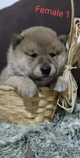 Additional photos: Shiba Inu puppies for sale