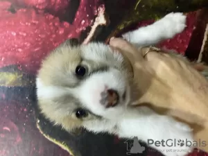 Additional photos: Puppies for sale