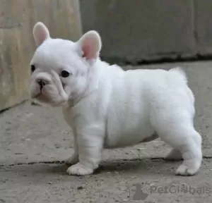 Photo №2 to announcement № 126689 for the sale of french bulldog - buy in France 