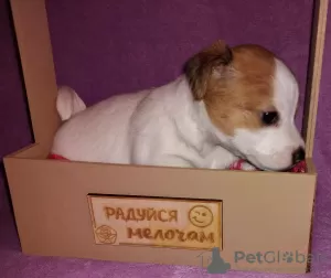 Photo №2 to announcement № 129660 for the sale of jack russell terrier - buy in Russian Federation private announcement