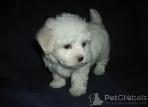 Photo №1. maltese dog - for sale in the city of Hannover | 371$ | Announcement № 107509