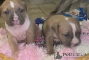 Photo №3. American xl bully puppies for sale. Finland