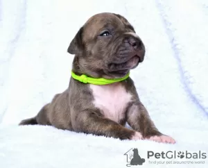 Additional photos: Unique Amstaff puppies